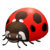 :lady_beetle: